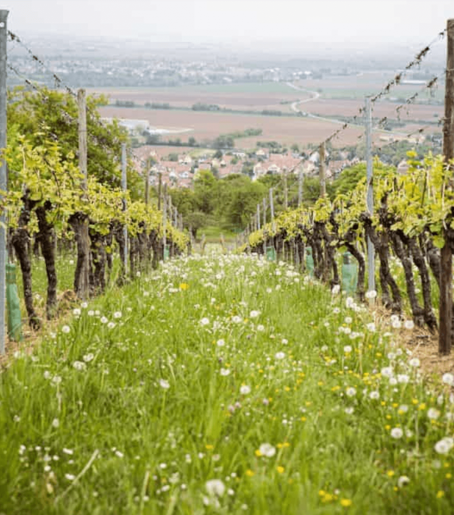 vin biodynamique